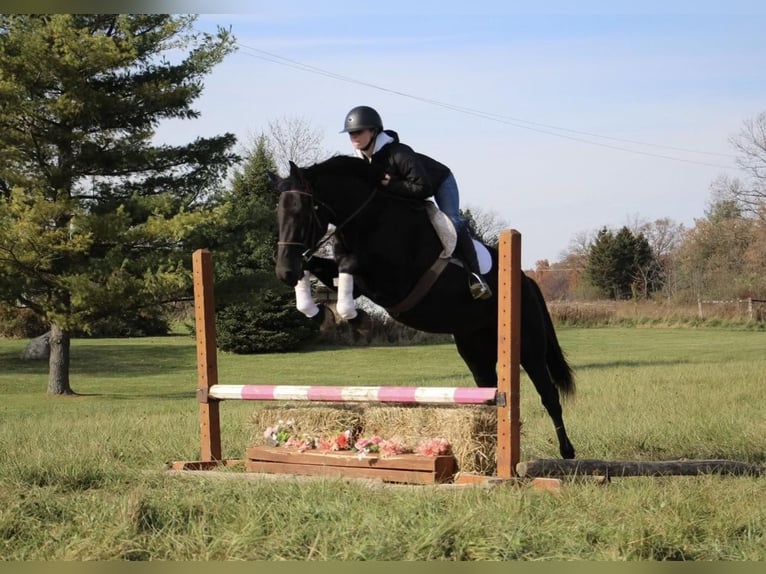 American Quarter Horse Castrone 8 Anni 160 cm Morello in Howell Mi