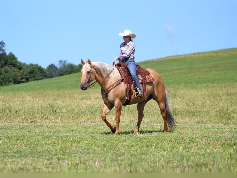 American Quarter Horse Castrone 8 Anni 160 cm Palomino in Shippenville, PA