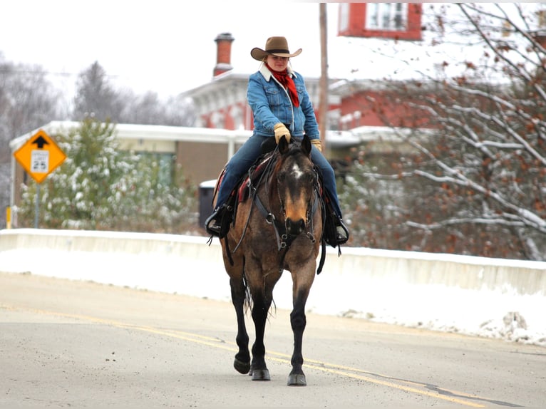 American Quarter Horse Castrone 8 Anni 160 cm Pelle di daino in Clarion