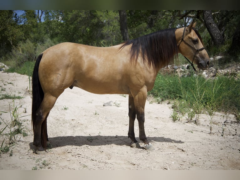 American Quarter Horse Castrone 8 Anni 160 cm Pelle di daino in Tonopah