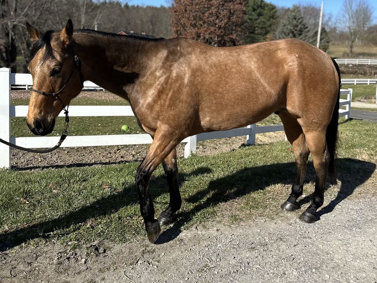 American Quarter Horse Castrone 8 Anni 160 cm Pelle di daino in Dover, OH
