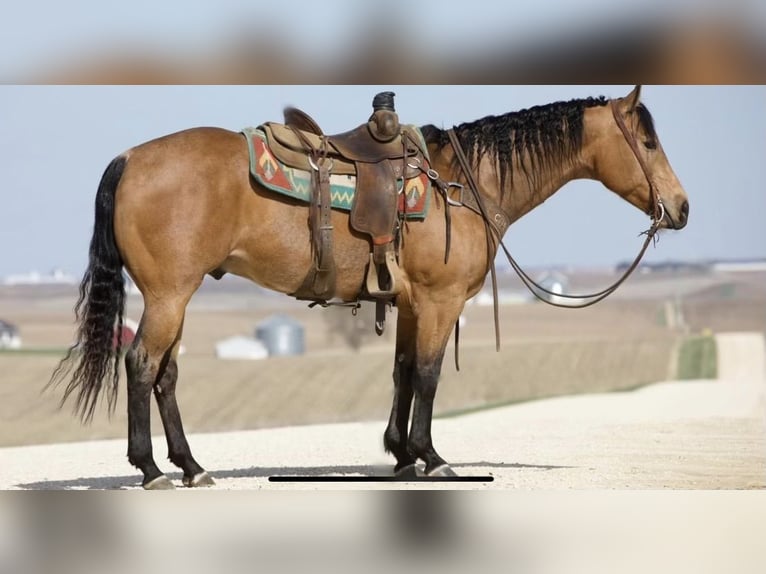 American Quarter Horse Castrone 8 Anni 160 cm Pelle di daino in Dover, OH