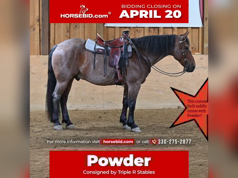 American Quarter Horse Mix Castrone 8 Anni 160 cm Roano rosso in Millersburg