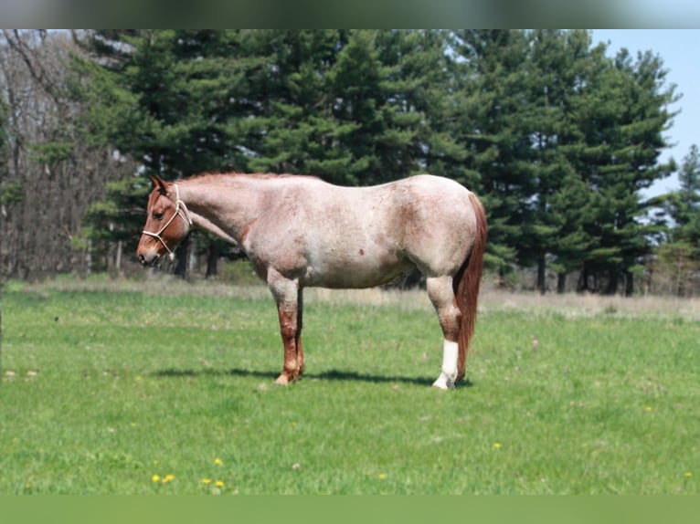 American Quarter Horse Castrone 8 Anni 160 cm Roano rosso in walkerton IN