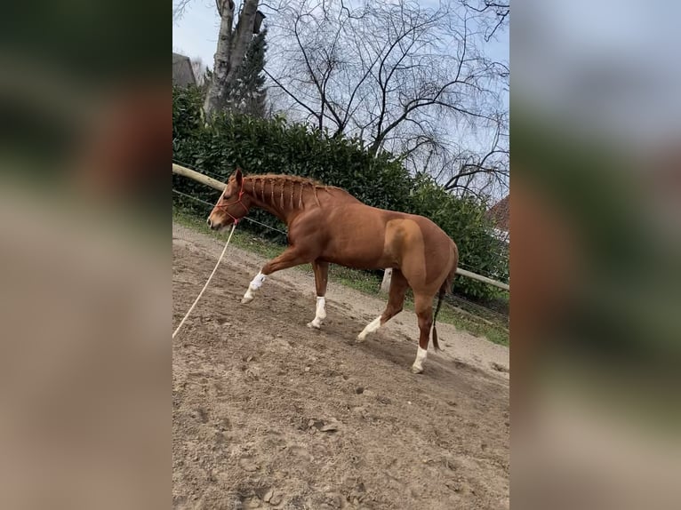 American Quarter Horse Castrone 8 Anni 160 cm Sauro in Osdorf