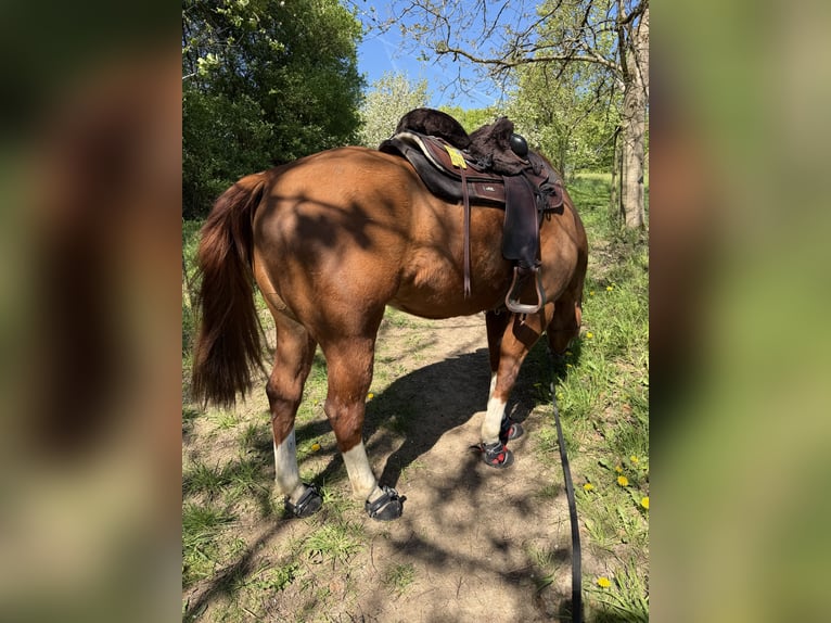 American Quarter Horse Castrone 8 Anni 160 cm Sauro in Remscheid