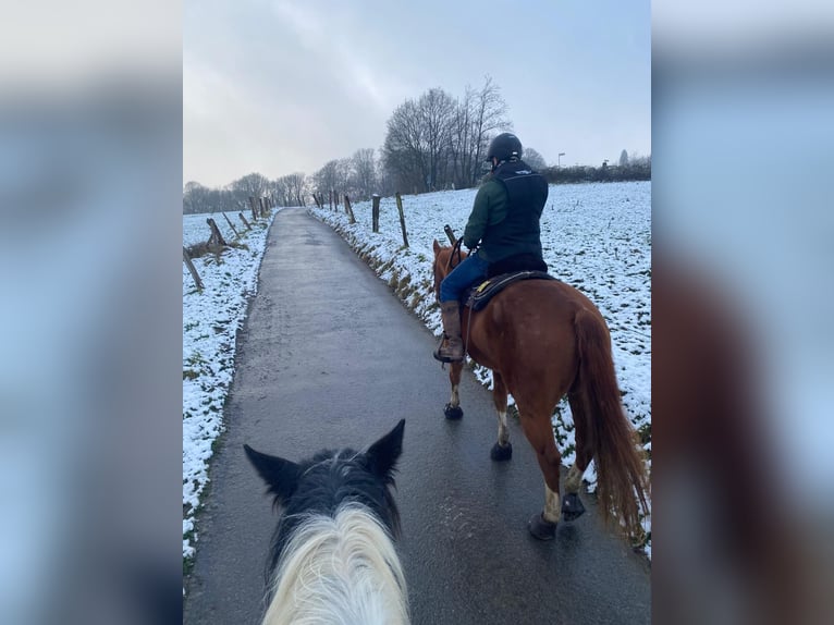 American Quarter Horse Castrone 8 Anni 160 cm Sauro in Remscheid