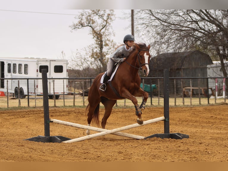 American Quarter Horse Castrone 8 Anni 160 cm Sauro scuro in Joshua