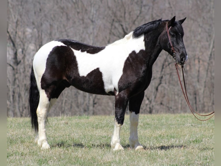 American Quarter Horse Castrone 8 Anni 160 cm Tobiano-tutti i colori in Brodhead Ky