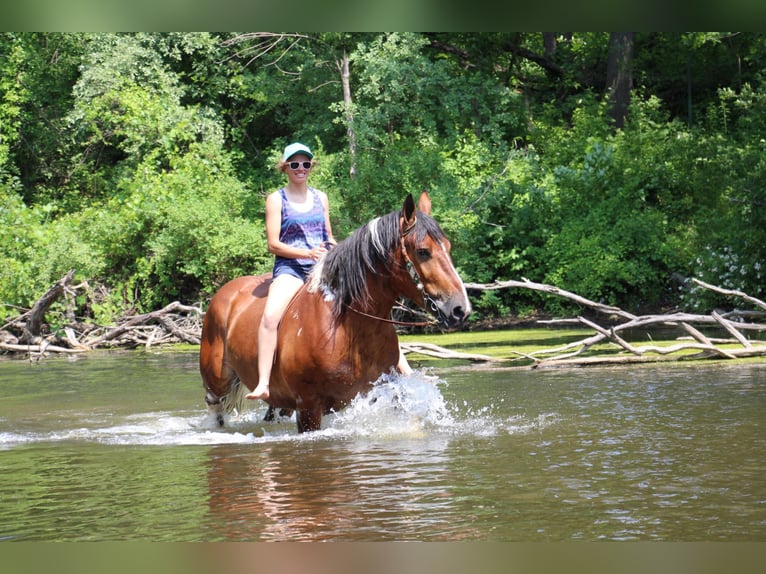 American Quarter Horse Castrone 8 Anni 160 cm Tobiano-tutti i colori in Highland MI