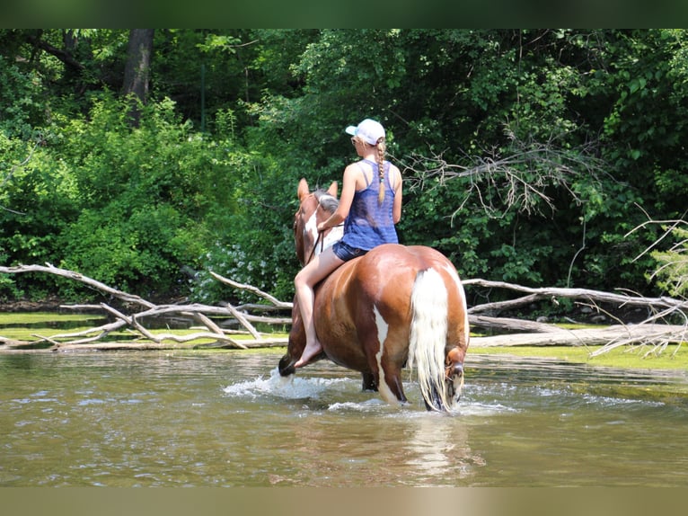 American Quarter Horse Castrone 8 Anni 160 cm Tobiano-tutti i colori in Highland MI