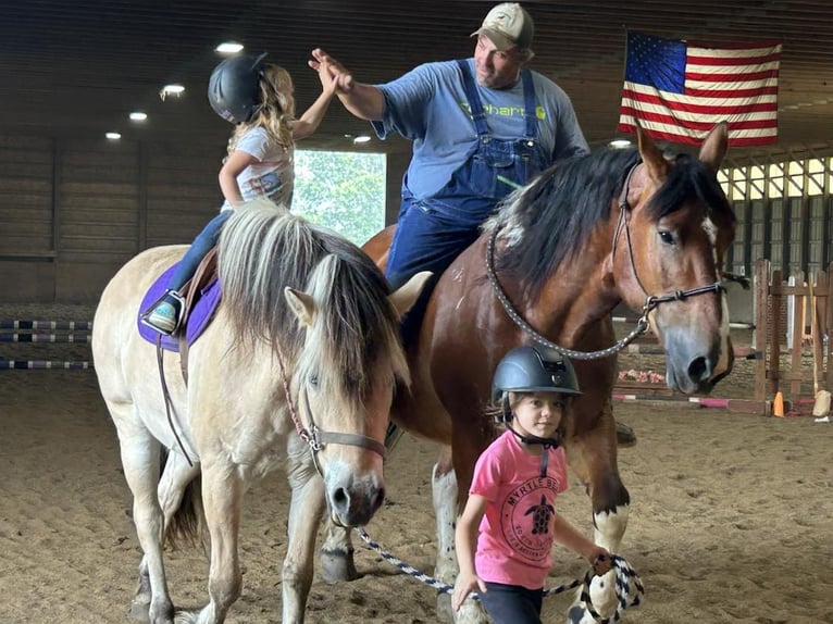 American Quarter Horse Castrone 8 Anni 160 cm Tobiano-tutti i colori in Highland MI