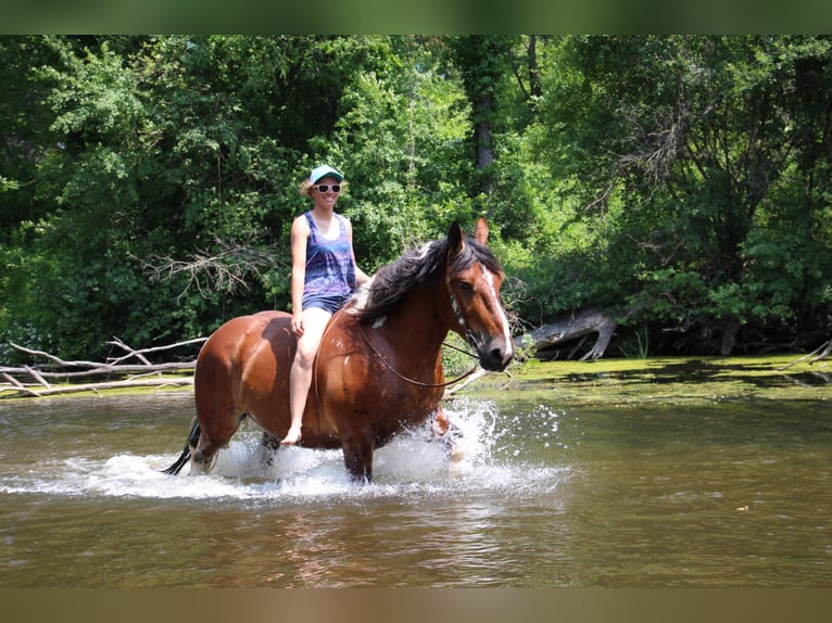 American Quarter Horse Castrone 8 Anni 160 cm Tobiano-tutti i colori in Highland MI