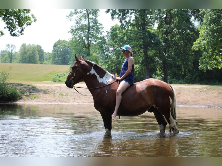 American Quarter Horse Castrone 8 Anni 160 cm Tobiano-tutti i colori in Highland MI