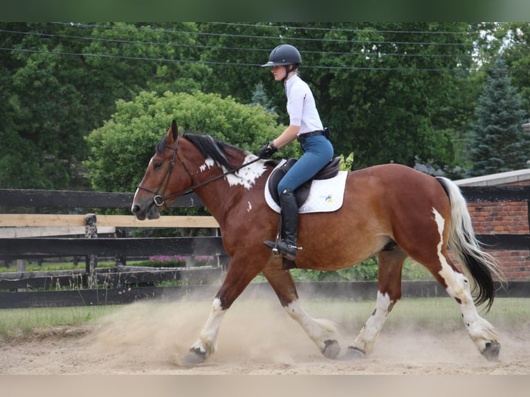 American Quarter Horse Castrone 8 Anni 160 cm Tobiano-tutti i colori in Highland MI