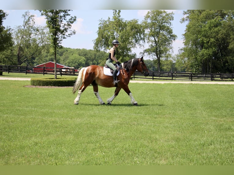 American Quarter Horse Castrone 8 Anni 160 cm Tobiano-tutti i colori in Highland MI