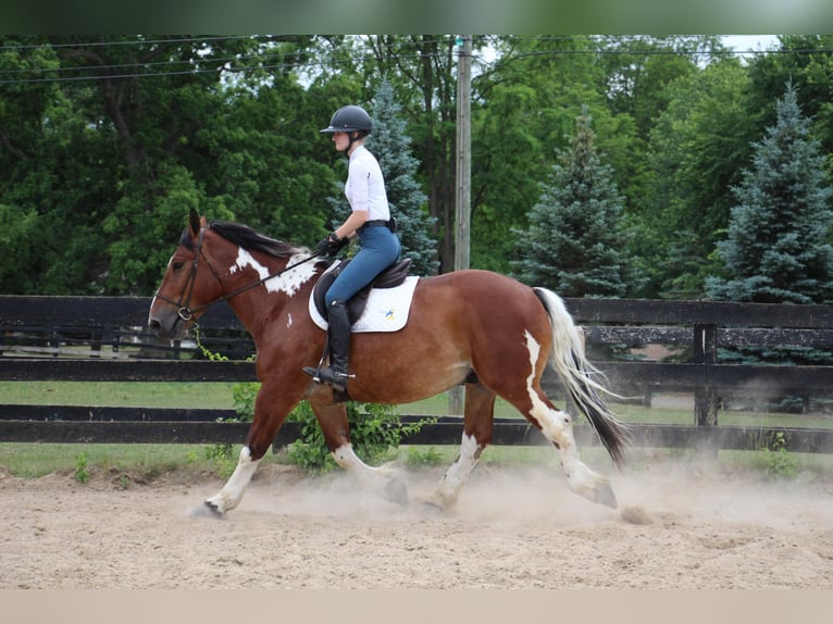 American Quarter Horse Castrone 8 Anni 160 cm Tobiano-tutti i colori in Highland MI