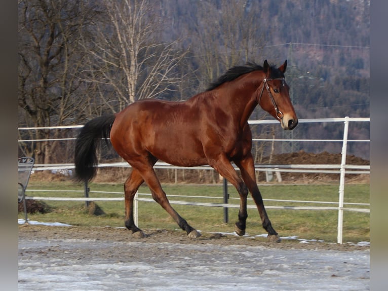 American Quarter Horse Castrone 8 Anni 162 cm Baio in Kirchbichl