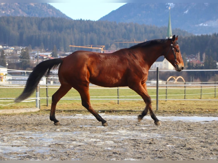 American Quarter Horse Castrone 8 Anni 162 cm Baio in Kirchbichl