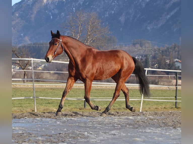 American Quarter Horse Castrone 8 Anni 162 cm Baio in Kirchbichl