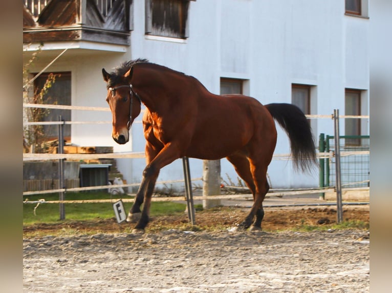 American Quarter Horse Castrone 8 Anni 162 cm Baio in Kirchbichl