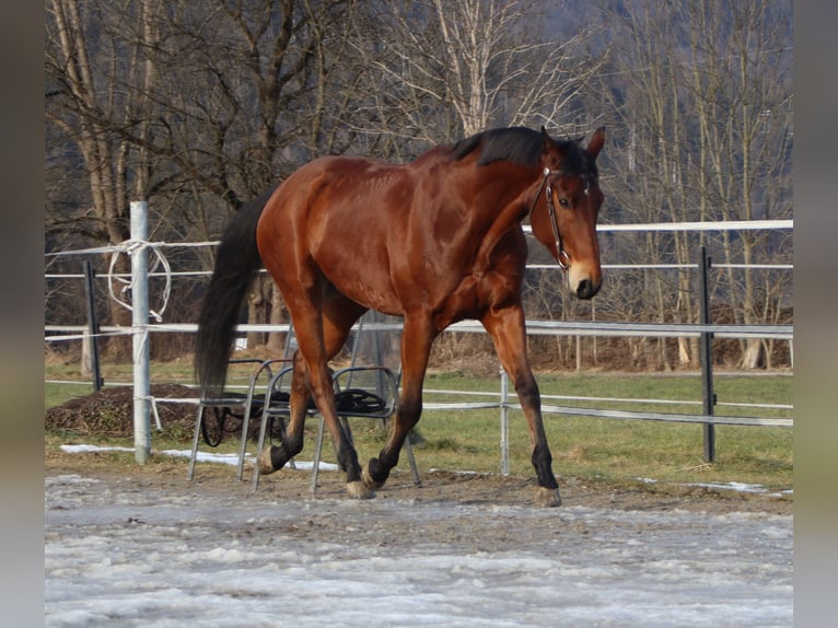 American Quarter Horse Castrone 8 Anni 162 cm Baio in Kirchbichl