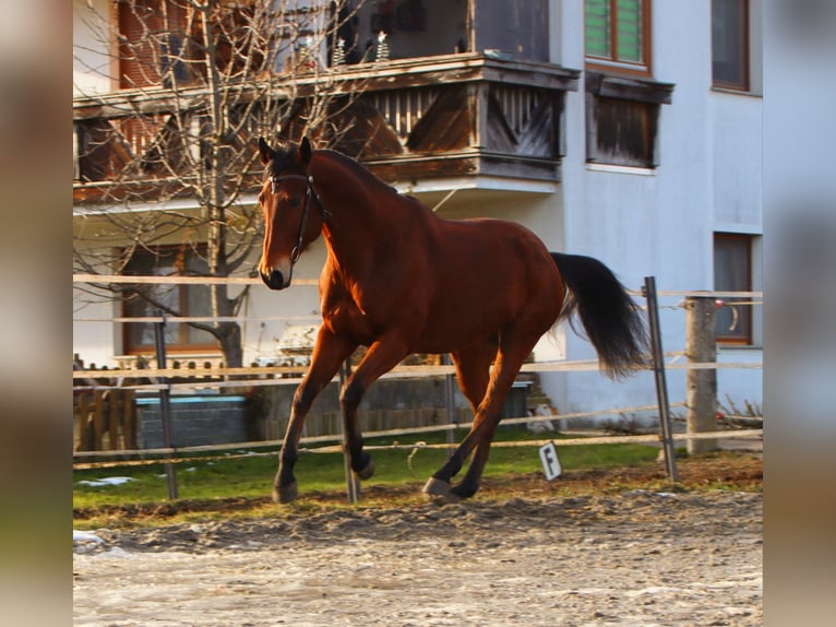 American Quarter Horse Castrone 8 Anni 162 cm Baio in Kirchbichl