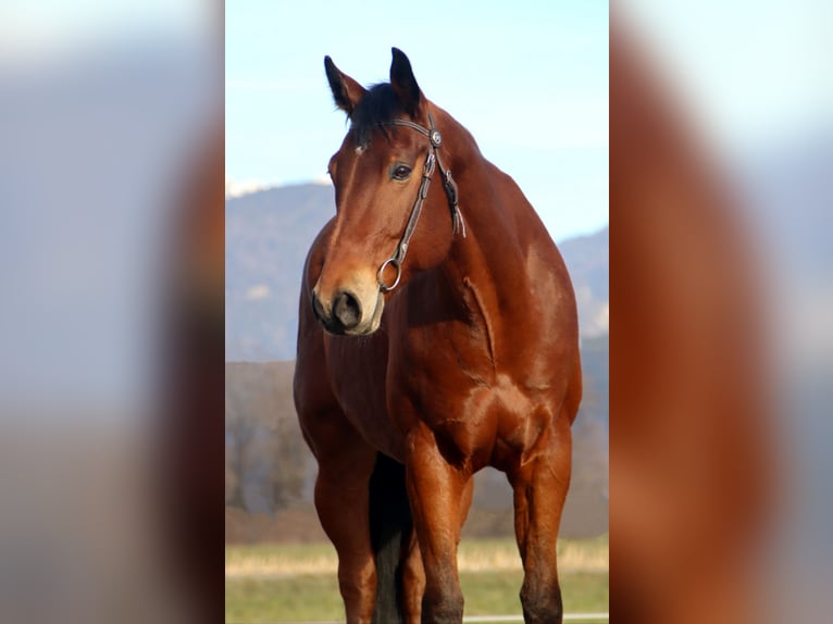 American Quarter Horse Castrone 8 Anni 162 cm Baio in Kirchbichl