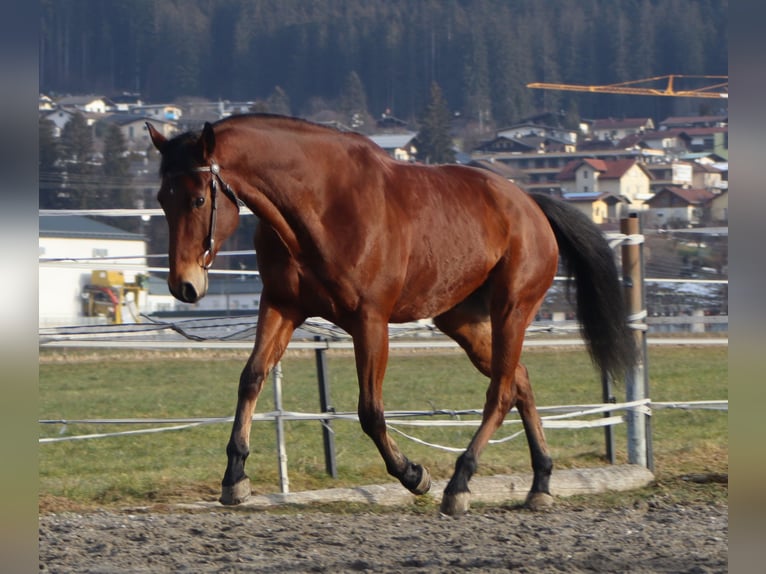 American Quarter Horse Castrone 8 Anni 162 cm Baio in Kirchbichl