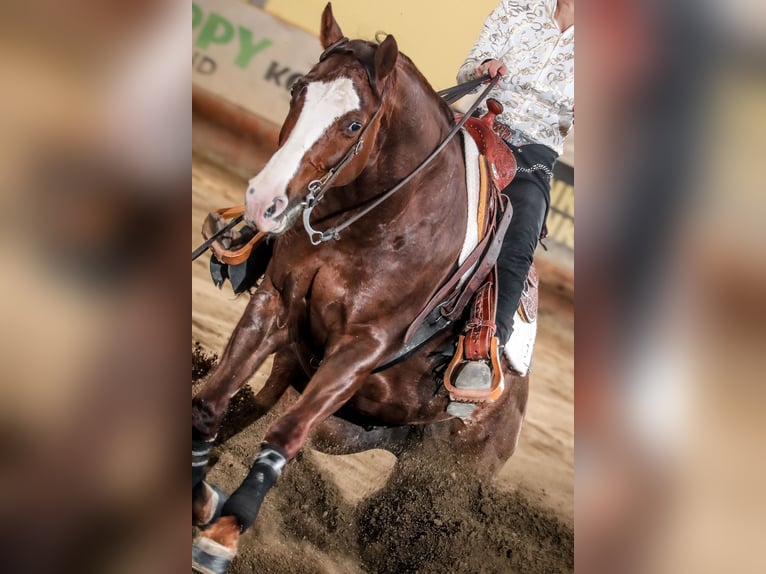 American Quarter Horse Castrone 8 Anni 162 cm Sauro in Modena