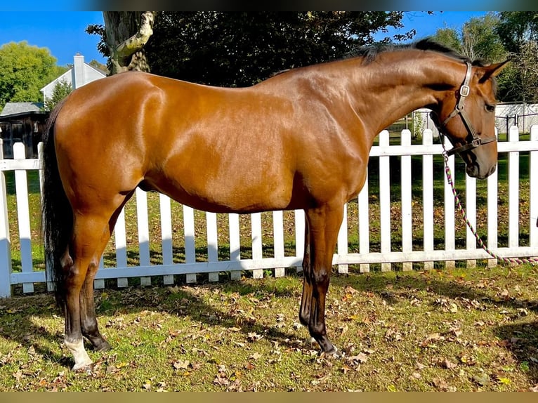 American Quarter Horse Castrone 8 Anni 163 cm Baio ciliegia in Northfield
