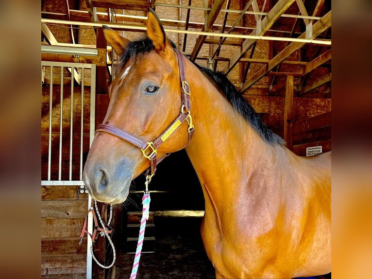American Quarter Horse Castrone 8 Anni 163 cm Baio ciliegia in Northfield
