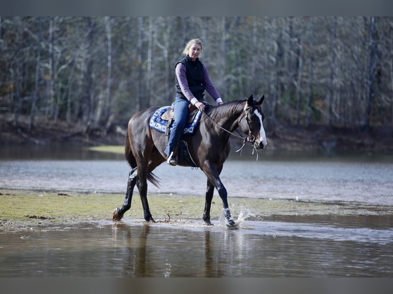 American Quarter Horse Mix Castrone 8 Anni 163 cm Baio ciliegia in Athens