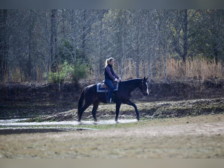 American Quarter Horse Mix Castrone 8 Anni 163 cm Baio ciliegia in Athens