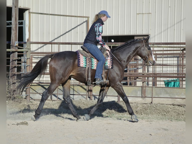 American Quarter Horse Mix Castrone 8 Anni 163 cm Baio ciliegia in Athens