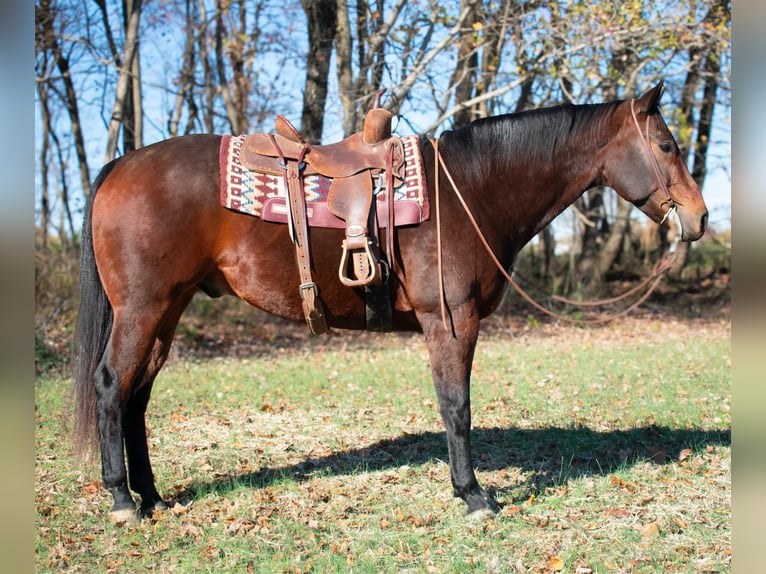 American Quarter Horse Castrone 8 Anni 163 cm Baio ciliegia in Henderson KY