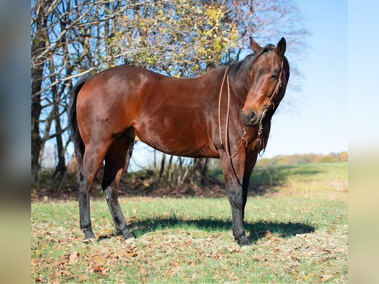 American Quarter Horse Castrone 8 Anni 163 cm Baio ciliegia in Henderson KY