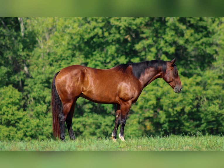 American Quarter Horse Castrone 8 Anni 163 cm Baio ciliegia in Stephenville TX