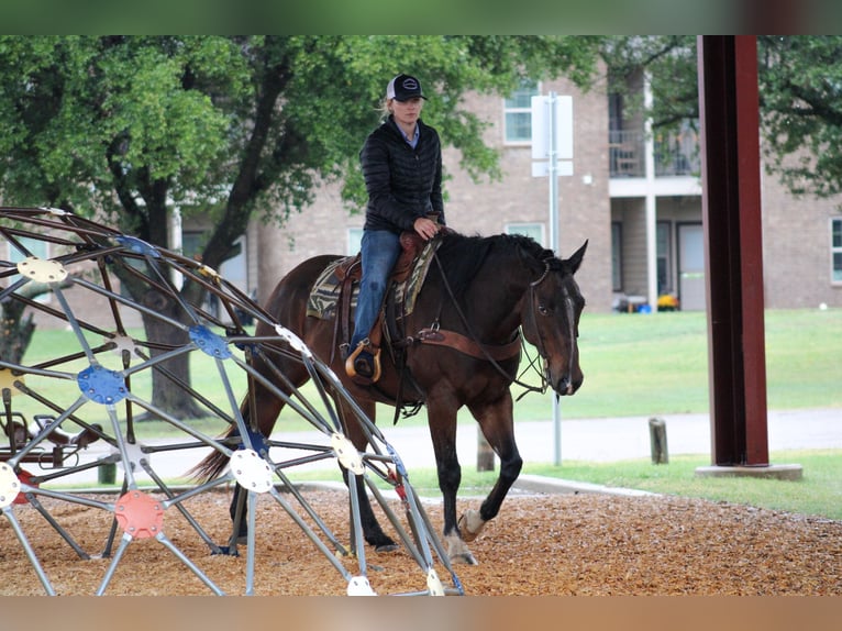 American Quarter Horse Castrone 8 Anni 163 cm Baio ciliegia in Stephenville TX