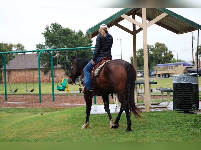 American Quarter Horse Castrone 8 Anni 163 cm Baio ciliegia in Stephenville TX