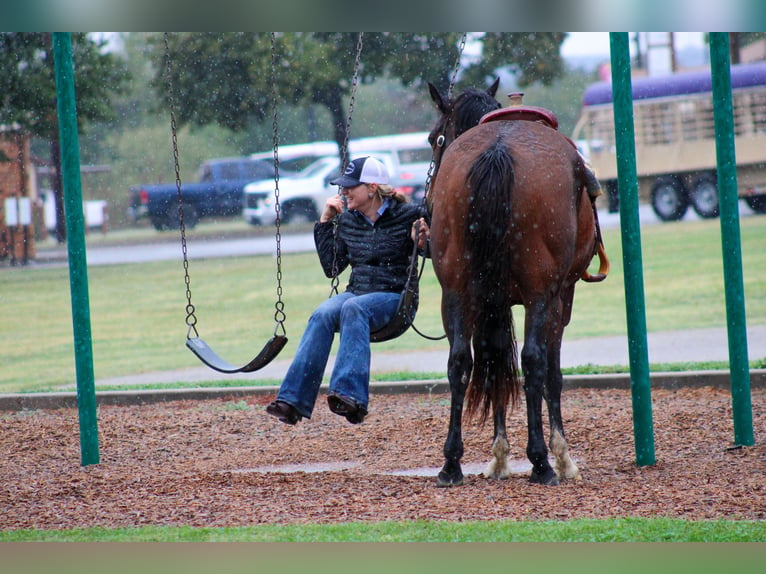 American Quarter Horse Castrone 8 Anni 163 cm Baio ciliegia in Stephenville TX