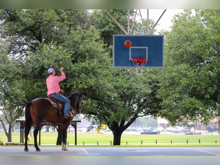 American Quarter Horse Castrone 8 Anni 163 cm Baio ciliegia in Stephenville TX