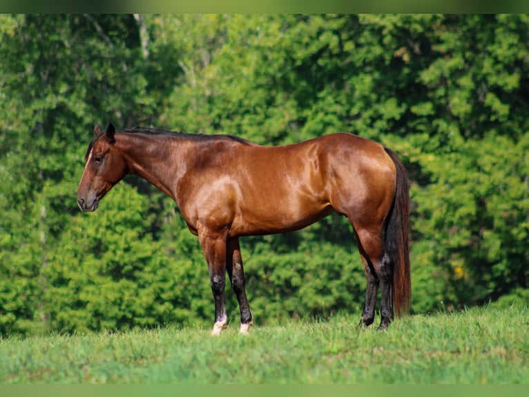 American Quarter Horse Castrone 8 Anni 163 cm Baio ciliegia in Stephenville TX