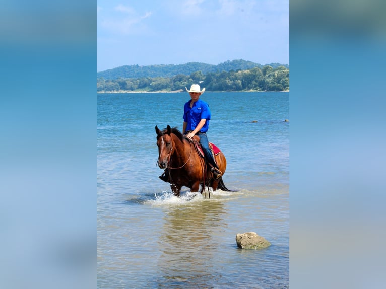 American Quarter Horse Castrone 8 Anni 163 cm Baio ciliegia in Stephenville TX