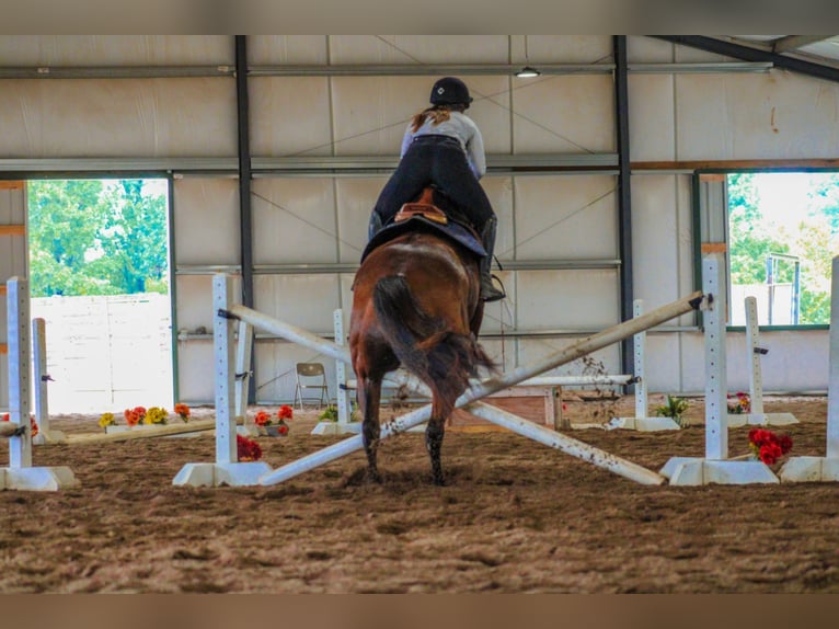 American Quarter Horse Castrone 8 Anni 163 cm Baio ciliegia in Stephenville TX