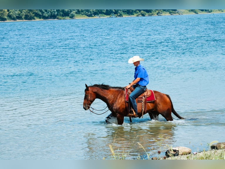 American Quarter Horse Castrone 8 Anni 163 cm Baio ciliegia in Stephenville TX