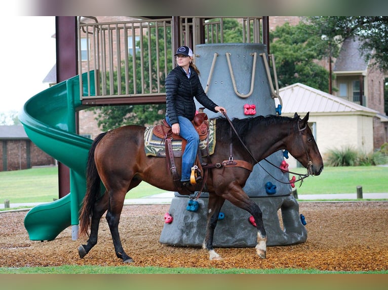 American Quarter Horse Castrone 8 Anni 163 cm Baio ciliegia in Stephenville TX