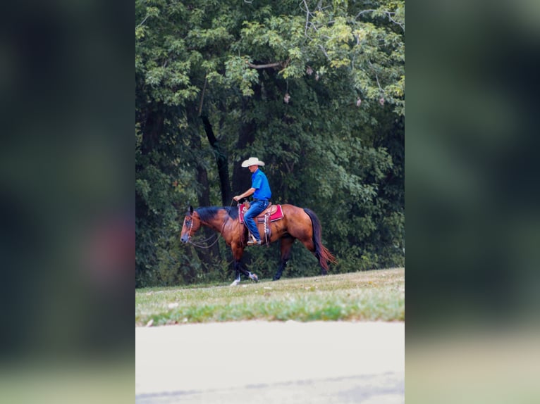 American Quarter Horse Castrone 8 Anni 163 cm Baio ciliegia in Stephenville TX