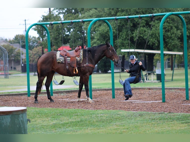 American Quarter Horse Castrone 8 Anni 163 cm Baio ciliegia in Stephenville TX