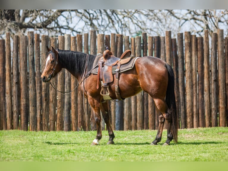 American Quarter Horse Castrone 8 Anni 163 cm Baio ciliegia in Weatherford TX